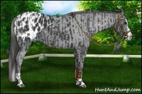 Horse Color:Black Blanket  and Black Splash Blanket 