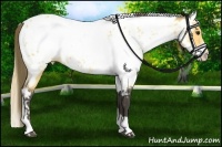 Horse Color:Buckskin Near Leopard  and Amber Cream Champagne Near Leopard 