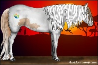 Horse Color:Chestnut Pearl Sabino Splash Tobiano 