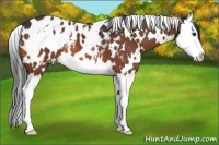 Horse Color:White Spotted Brown Splash Appaloosa 