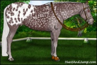 Horse Color:Chocolate Silver Black Chinchilla Appaloosa 