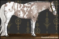 Horse Color:White Spotted Chocolate Silver Smoky Grullo Chinchilla Appaloosa 