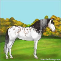 Horse Color:White Spotted Bay Dun Sabino Appaloosa