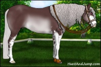 Horse Color:Chocolate Silver Brown Chinchilla Sabino 