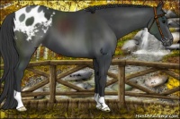 Horse Color:Black Appaloosa 