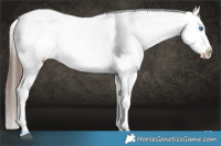 Horse Color:White Spotted Liver Red Dun Splash Appaloosa Rabicano 
