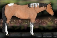 Horse Color:Bay Roan Tobiano