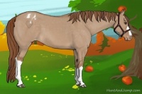 Horse Color:Red Dun Appaloosa 