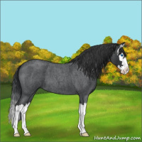 Horse Color:Blue Roan Splash 