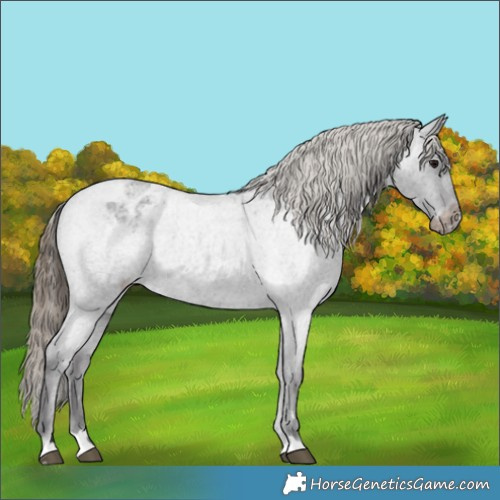 Horse Color:Smoky Blue Roan Appaloosa 