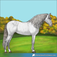 Horse Color:Smoky Blue Roan Appaloosa 