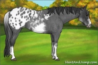 Horse Color:White Spotted Blue Roan Splash Frame Appaloosa