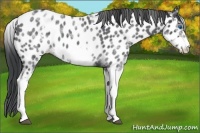 Horse Color:White Spotted Blue Roan Splash Frame Appaloosa 