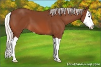 Horse Color:Silver Bay Splash 