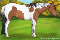 Horse Color:Bay Tobiano 