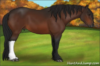 Horse Color:Gray Bay 