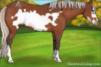 Horse Color:Silver Bay Frame Appaloosa 