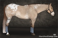 Horse Color:White Spotted Bay Roan Dun Appaloosa Rabicano 