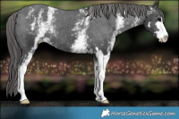 Horse Color:White Spotted Black Sabino Appaloosa 