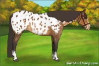 Horse Color:White Spotted Buckskin Appaloosa 