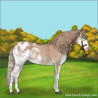 Horse Color:Liver Red Dun Sabino Splash Appaloosa 