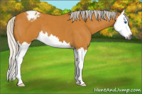 Horse Color:Gray Silver Buckskin Roan Splash Appaloosa 