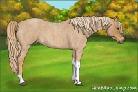 Horse Color:Red Roan Tobiano 