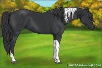 Horse Color:Black Tobiano