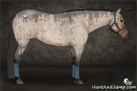 Horse Color:Brown Roan Dun Appaloosa 
