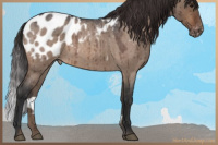 Horse Color:Brown Roan Dun Appaloosa Brindle 