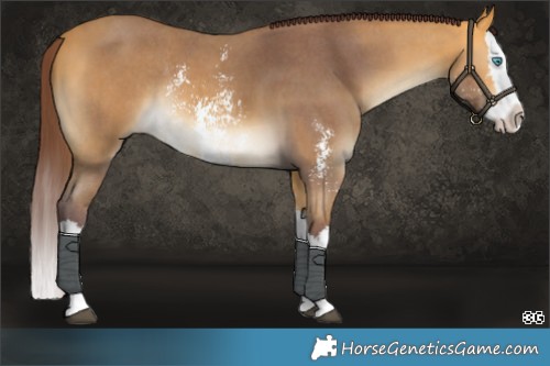 Horse Color:Chocolate Buckskin Sabino Splash Rabicano 