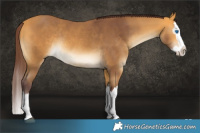 Horse Color:Chocolate Buckskin Sabino Splash Rabicano 