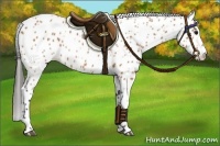 Horse Color:Bay Appaloosa