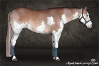Horse Color:Chocolate Brown Sabino Splash Rabicano 