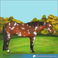 Horse Color:White Spotted Brown 
