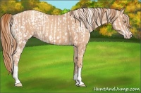 Horse Color:Gold Champagne Appaloosa and Gold Champagne