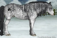 Horse Color:White Spotted Blue Roan Rabicano  and White Spotted Blue Roan Rabicano 