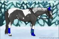 Horse Color:White Spotted Smoky Black Tobiano 