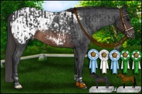 Horse Color:Brown Appaloosa  and Brown Appaloosa 