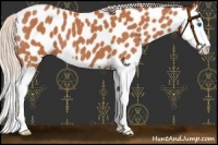 Horse Color:Silver Bay Roan Splash Near Leopard 