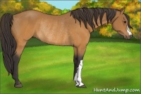 Horse Color:Buckskin Rabicano 