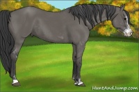 Horse Color:Grullo Sabino 
