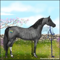 Horse Color:Blue Roan 