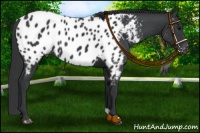 Horse Color:Black Appaloosa