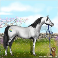 Horse Color:Black Near Fewspot 
