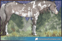 Horse Color:Platinum White Spotted Liver Red Dun Sabino