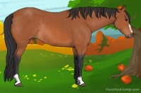 Horse Color:Bay Sabino Rabicano 