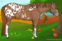 Horse Color:Chestnut Appaloosa 