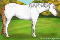 Horse Color:White Spotted Chestnut 
