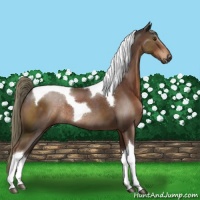 Horse Color:Liver Chestnut Sabino Tobiano Rabicano